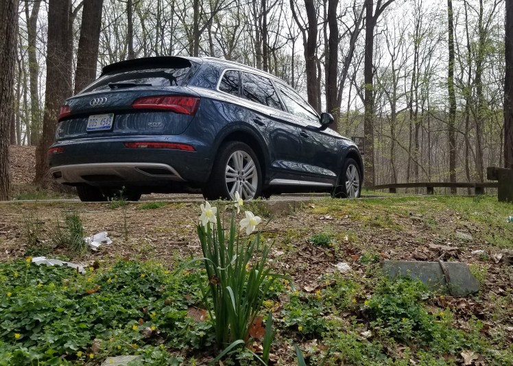 2018 Audi Q5 in Rock Creek Park with Dafodils