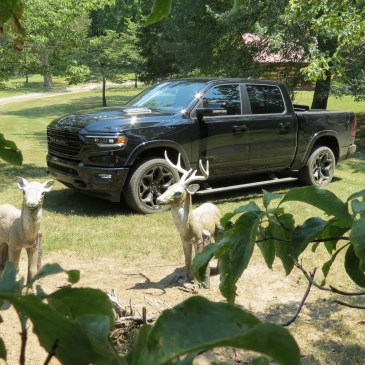 2020 Ram 1500 Limited in Diamond Black Crystal Pearl in the wilds with concrete deer and leaves