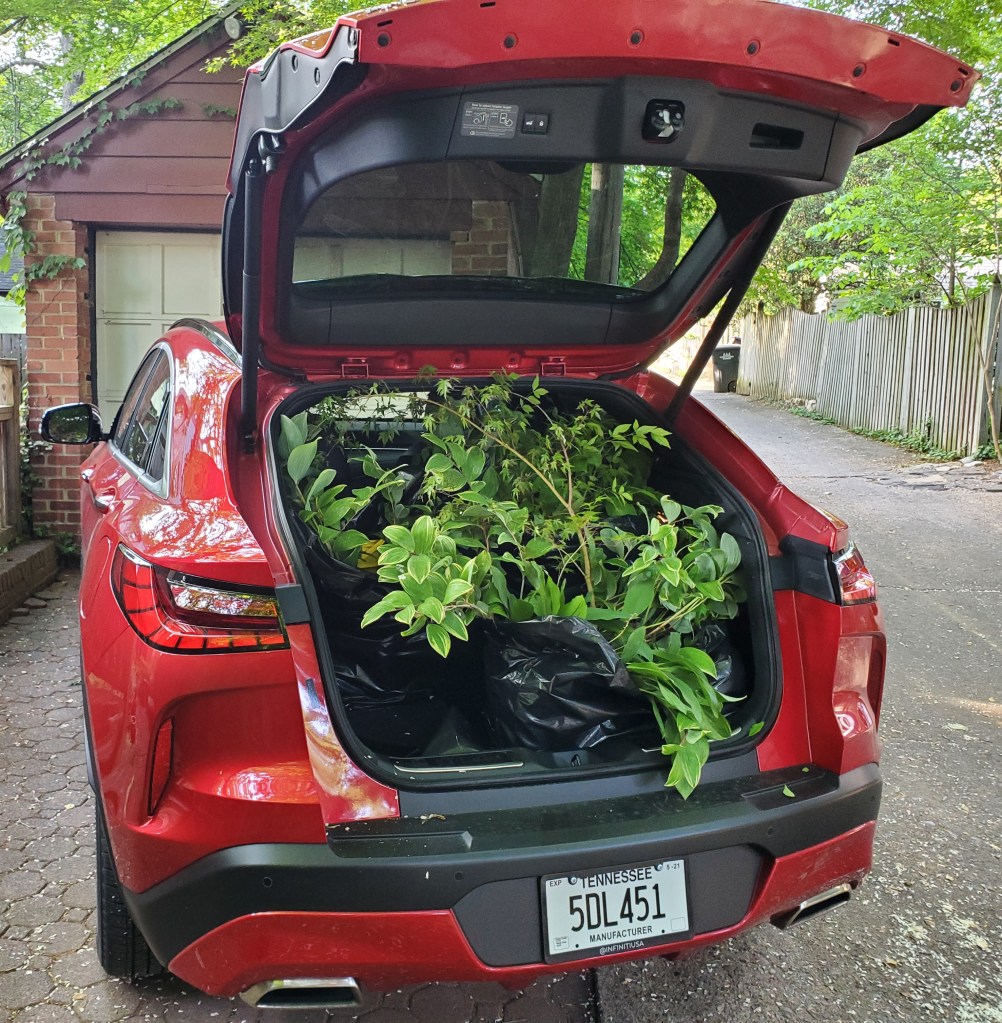 Infiniti QX55 in red with plants in the cargo space